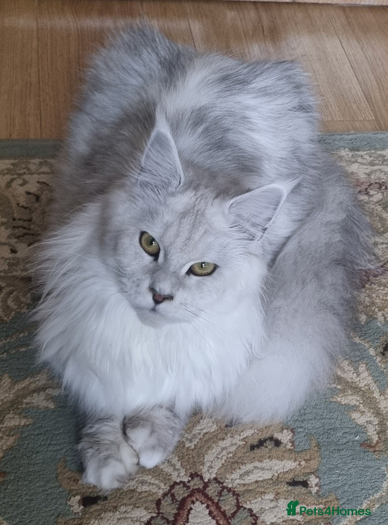 Maine Coon cats Stunning,spayed silver shaded Queen  - Advert 8
