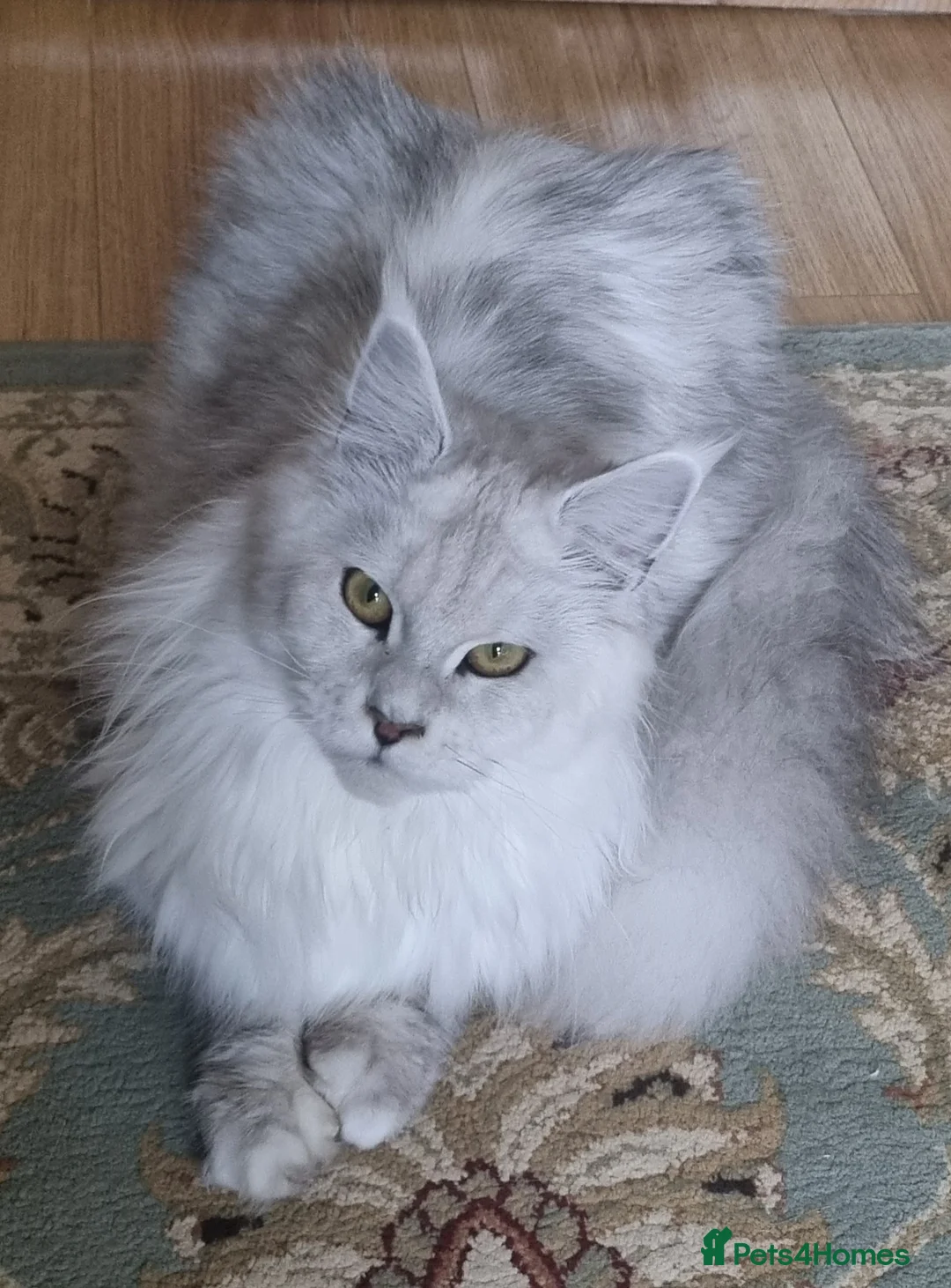 Maine Coon cats for sale: Stunning,spayed silver shaded Queen  - Advert 1