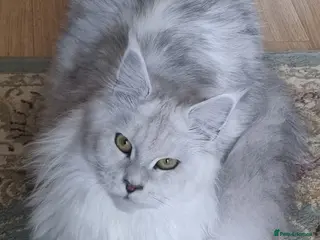 Maine Coon cats Stunning,spayed silver shaded Queen - Advert 8