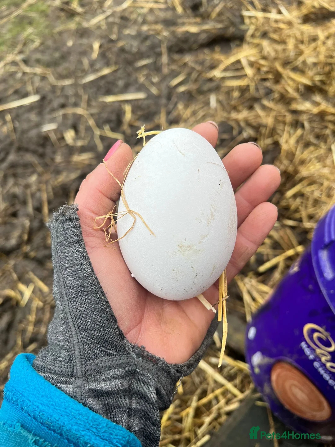 Geese poultry for sale: Embden goose hatching eggs - Advert 2