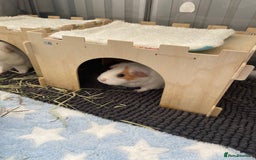 Guinea Pig rodents for sale: Two beautiful & very friendly female Guinea Pigs - Image 6