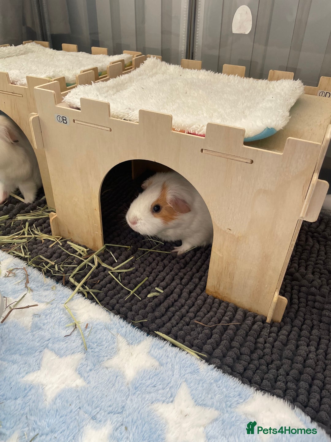 Guinea Pig rodents for sale: Two beautiful & very friendly female Guinea Pigs - Image 6