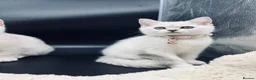 Scottish Fold cats for sale: TICA Registered Scottish Fold Kittens - Advert 23