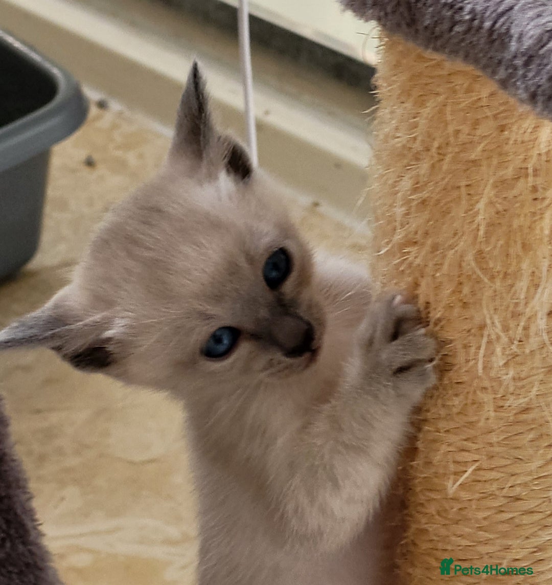 Siamese cats for sale: Old Style Siamese Kittens. Raised with love & care - Image 34