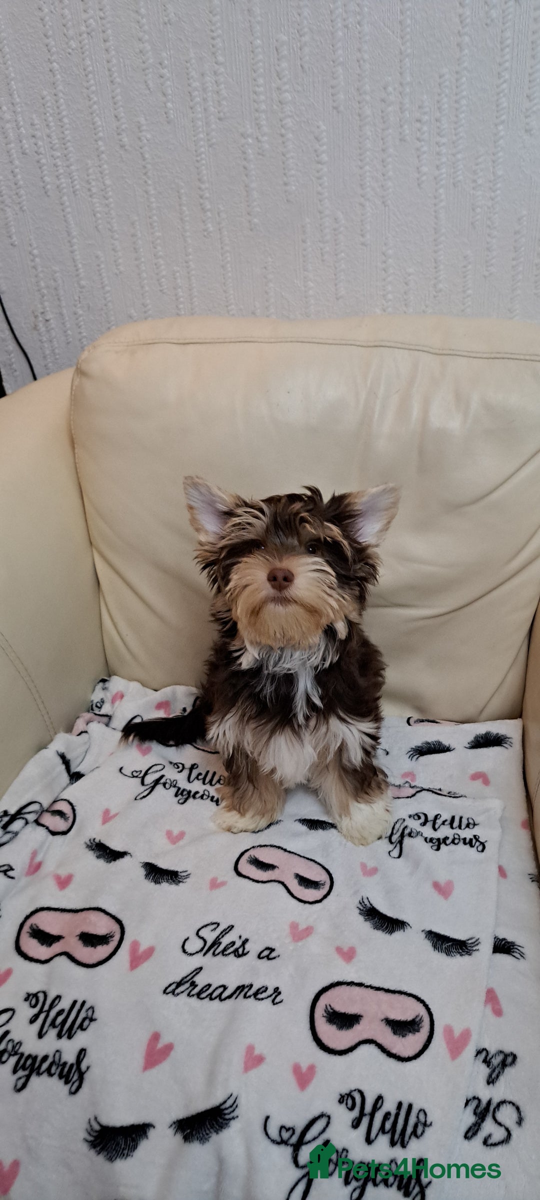 Yorkshire Terrier dogs for sale: Yorkshire Terrier – Merle / Chocolate puppies**    - Advert 24