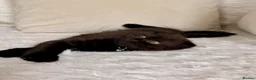 Scottish Fold cats for sale: Beautiful Scottish kitties are looking for a home  - Advert 27