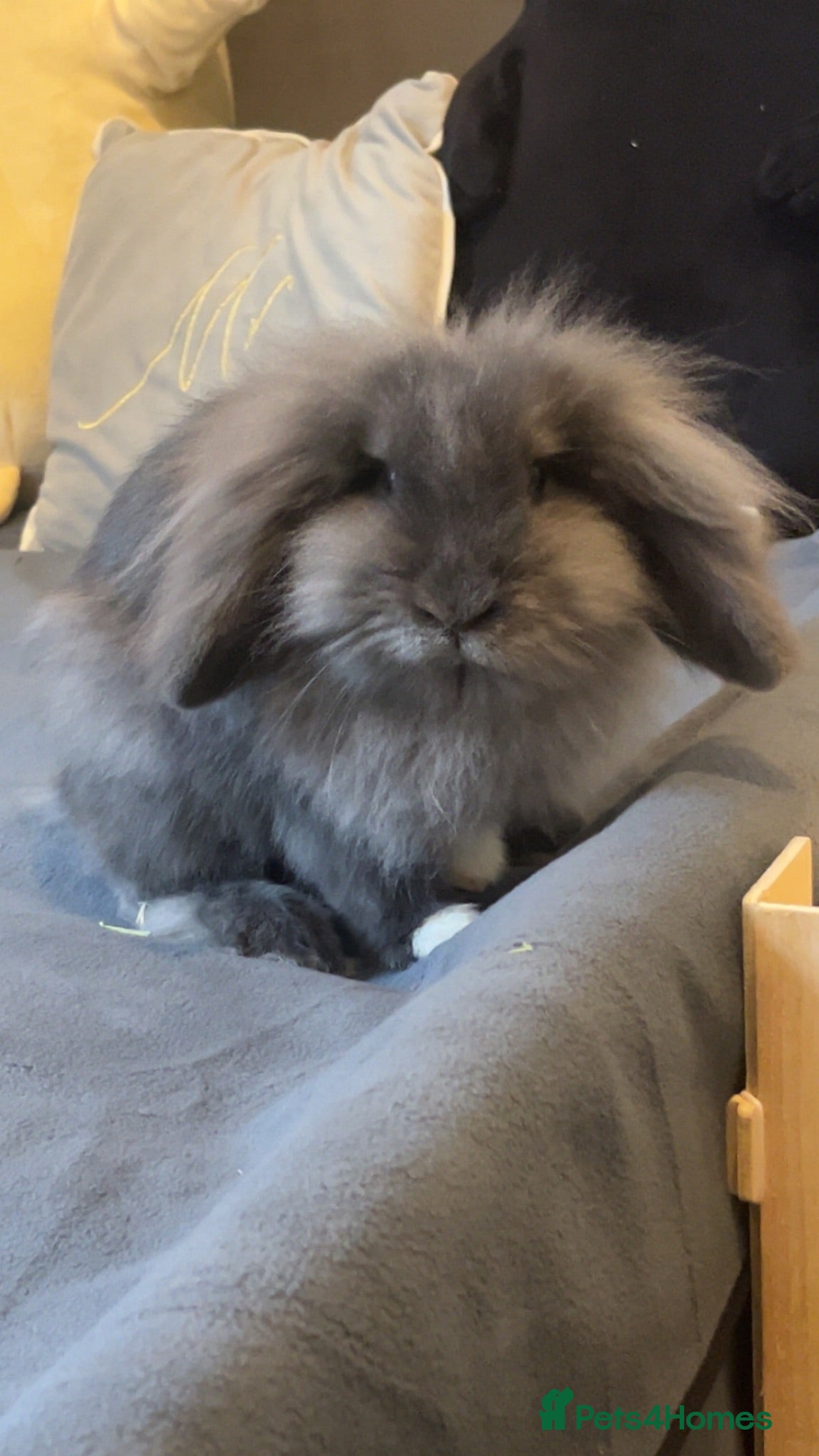 Mini Lion Lop rabbits 1 year old Female   (Lumi) - Advert 6