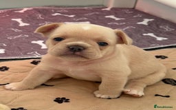 French Bulldog dogs for sale: French Bulldog Puppies - Advert 2