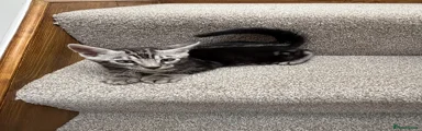 Silver-Charcoal Marbled Male (green)