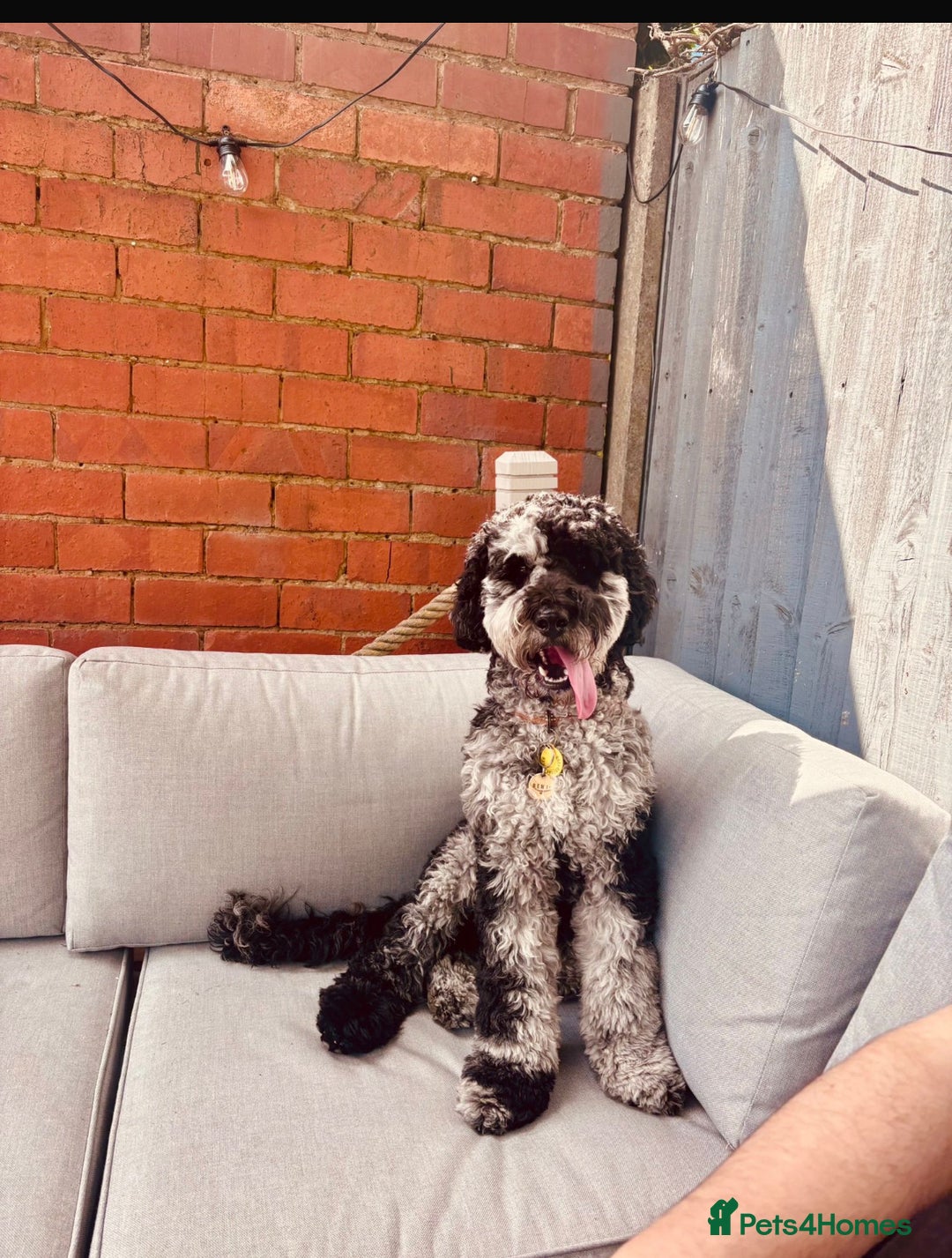 Mixed Breed dogs for sale: Beautiful miniature labradoodle puppies  - Advert 18