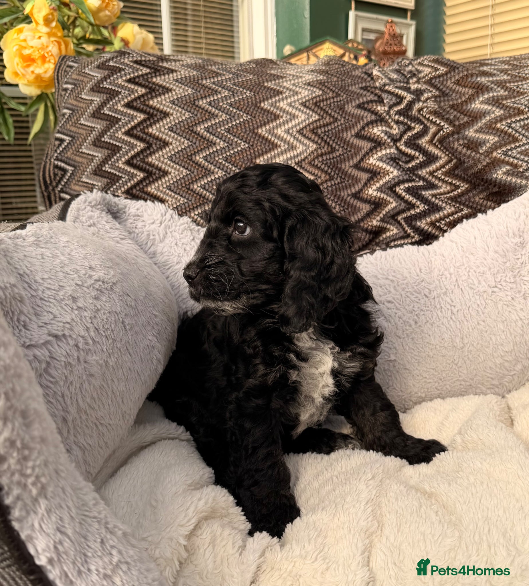 Cockapoo dogs F1 Cockapoo Puppies - Advert 12