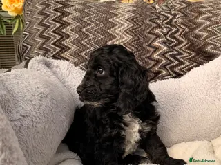 Cockapoo dogs F1 Cockapoo Puppies - Advert 12