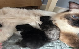 Maine Coon cats for sale: Loveliest, fluffy Maine coon X ragdoll kittens - Image 17