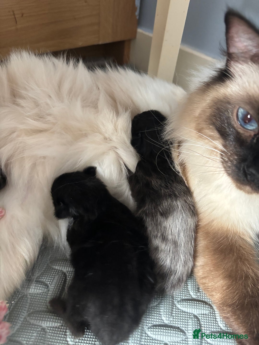 Maine Coon cats for sale: Loveliest, fluffy Maine coon X ragdoll kittens - Image 17