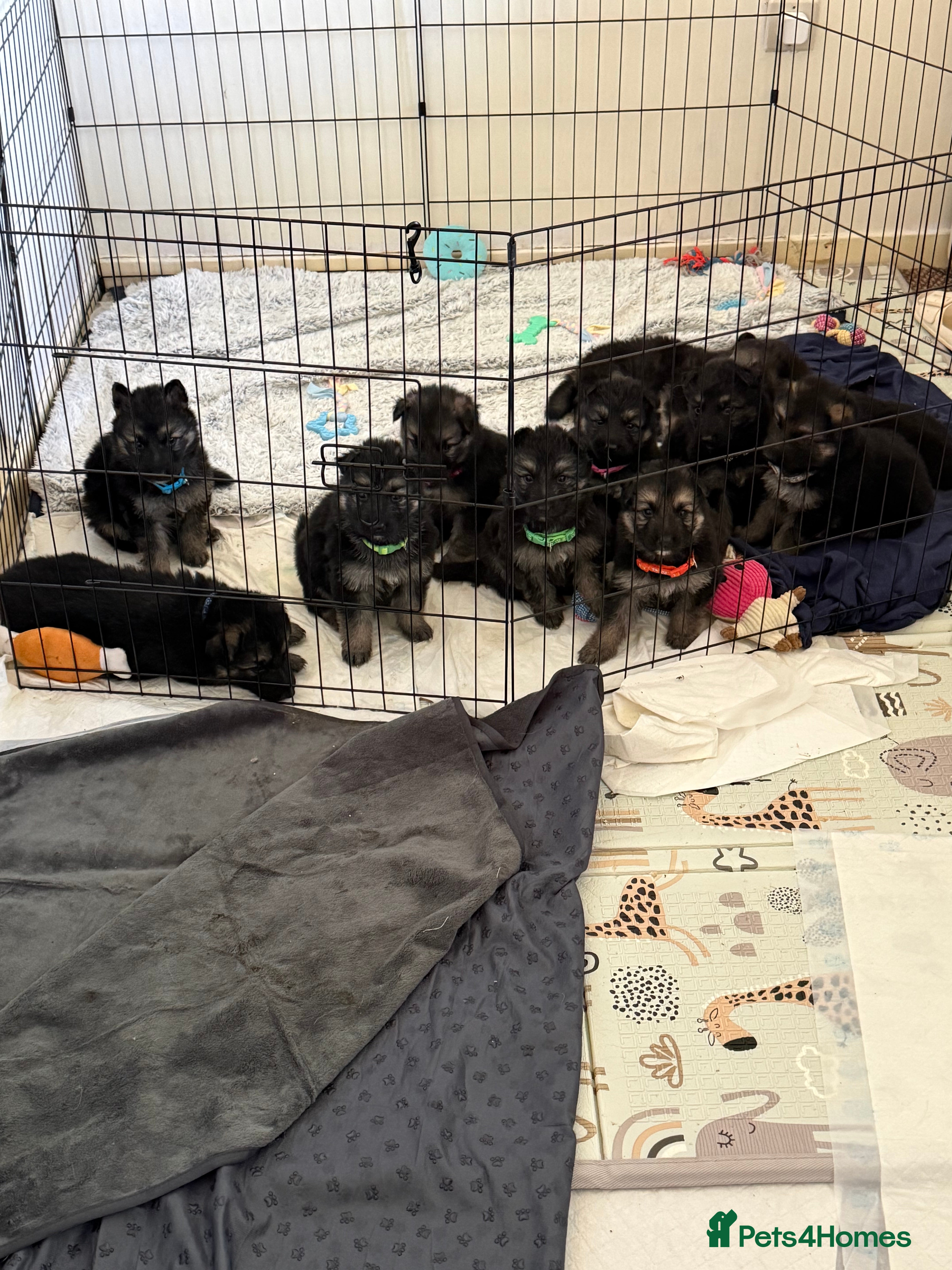 German Shepherd dogs German shepherd puppies  - Advert 8