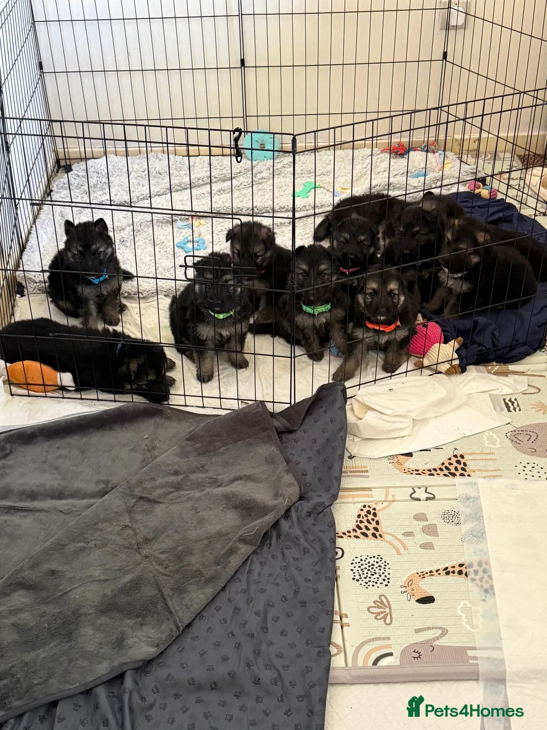 German Shepherd dogs for sale: German shepherd puppies  - Advert 2