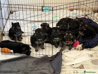 German Shepherd dogs German shepherd puppies - Advert 8