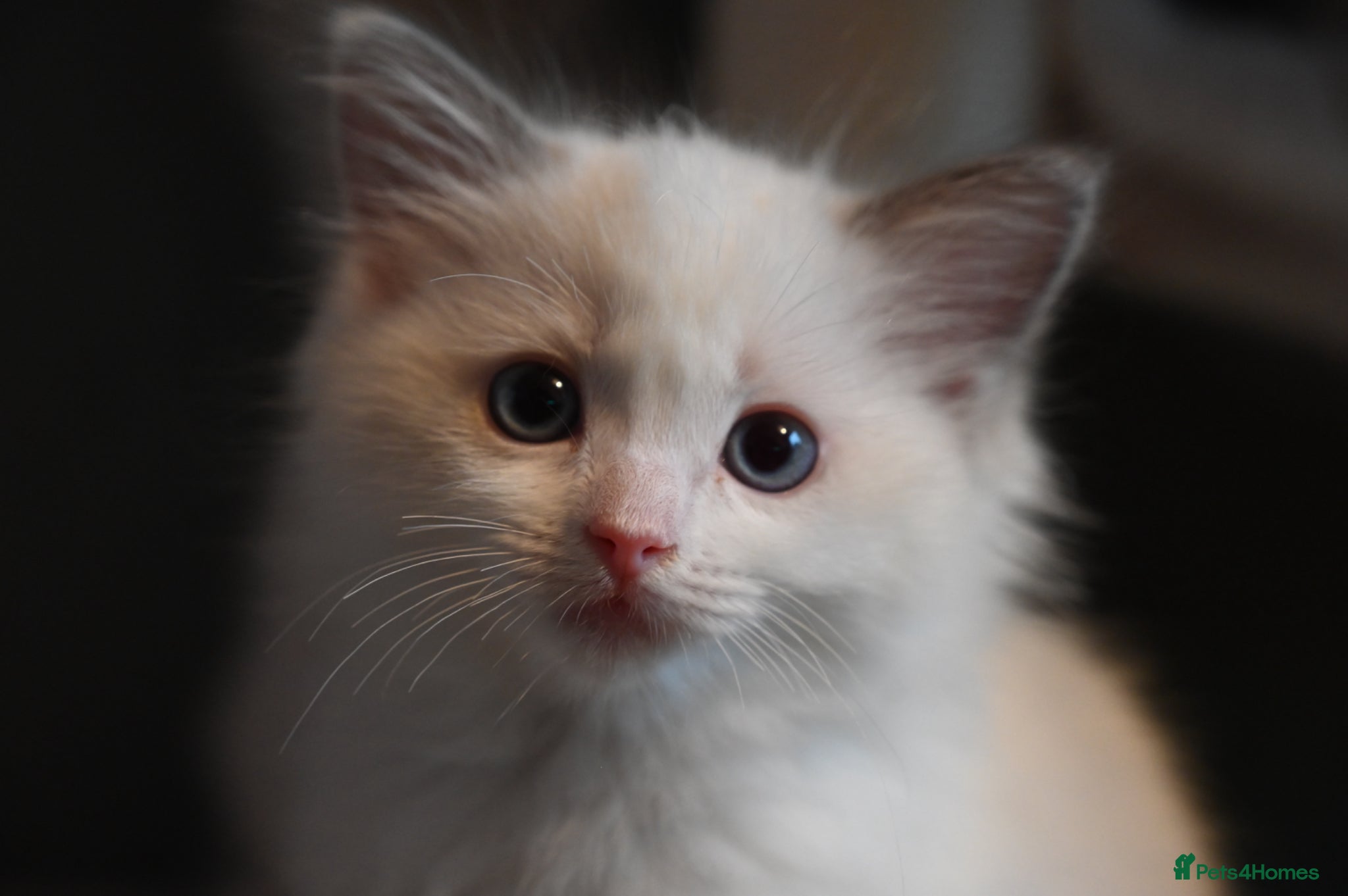 Ragdoll cats TICA reg Ragdoll – Blue Bicolour girl remaining - Advert 13