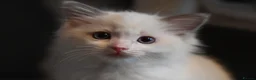 Ragdoll cats for sale: Ready now TICA Ragdoll Blue Bicolour girl - Advert 13