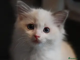 Ragdoll cats TICA reg Ragdoll – Blue Bicolour girl remaining - Advert 18