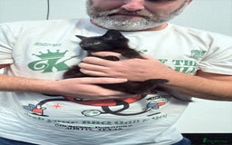 Mixed Breed cats for sale: 9 week old female kitten  - Image 4