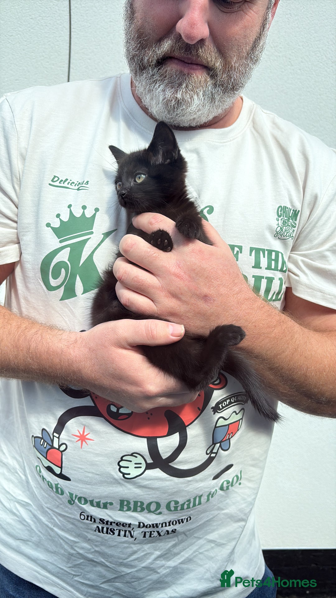 Mixed Breed cats for sale: 9 week old female kitten  - Image 4