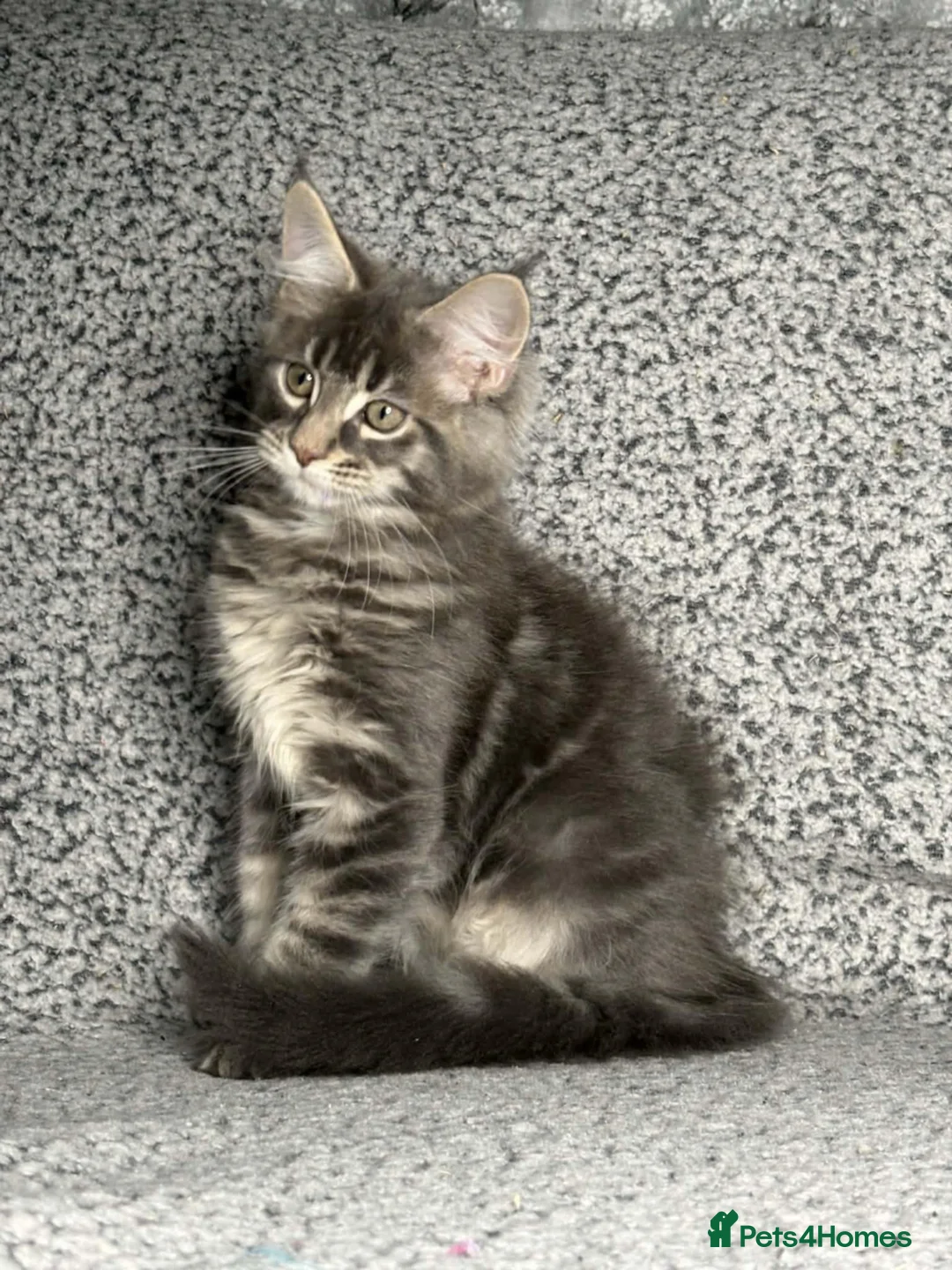 Maine Coon cats for sale: GCCF Registered Maine Coon Boys.  in Wednesbury - Advert 8