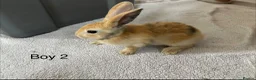 Mixed Breed rabbits for sale: Himalayan x lop bunnies ready to go  - Advert 13