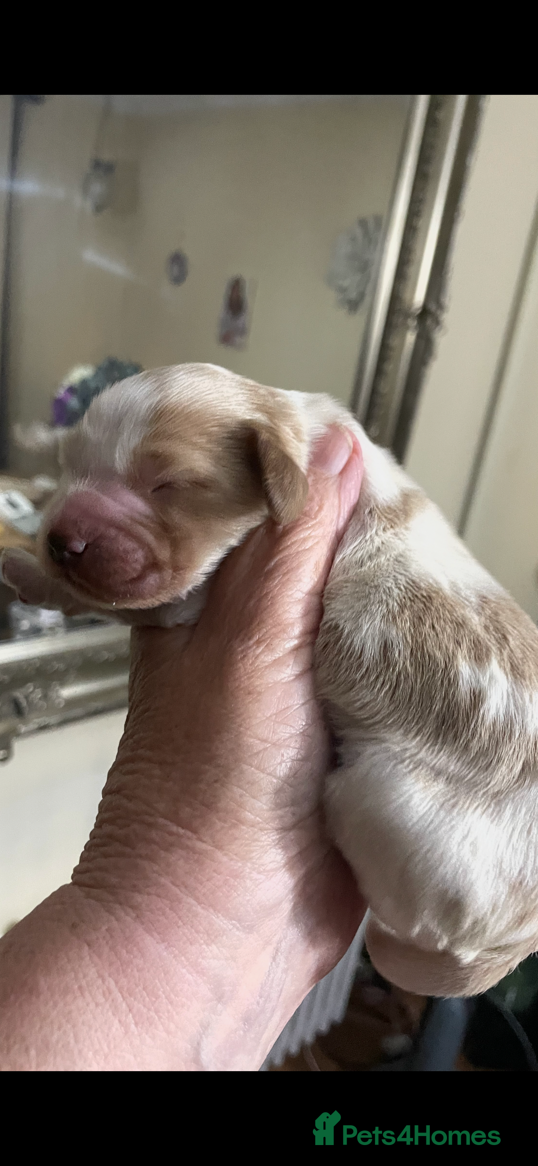 Cockapoo dogs for sale: Cockerpoo apricot and cream  - Advert 1