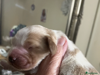 Cockapoo dogs Cockerpoo apricot and cream - Advert 1