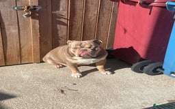 English Bulldog dogs for sale: Lilac & Tan English Bulldog 3 Yr Old MALE - Image 9