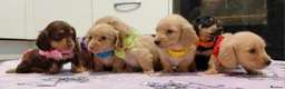 Miniature Dachshund dogs for sale: Sweetest Longhaired/One S.Haired Mini's 🤎🐾 - Advert 35