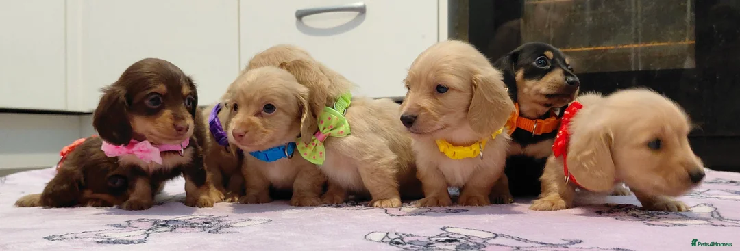 Miniature Dachshund dogs for sale: Sweetest Longhaired/One S.Haired Mini's 🤎🐾 - Advert 35