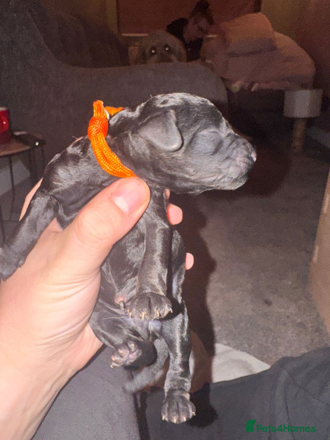 Labradoodle dogs for sale: F1b Miniature Labradoodle Puppies  - Advert 31