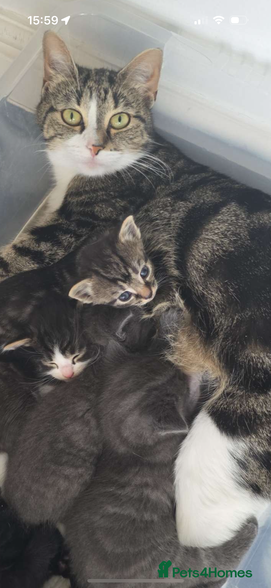 Mixed Breed cats for sale: 2 Grey Kittens  - Image 14