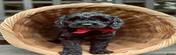Double Doodle dogs for sale: Gorgeous Australian double doodle puppies - Advert 8