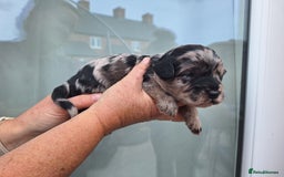 Sproodle dogs for sale: Sproodle Merle puppies  - Image 14