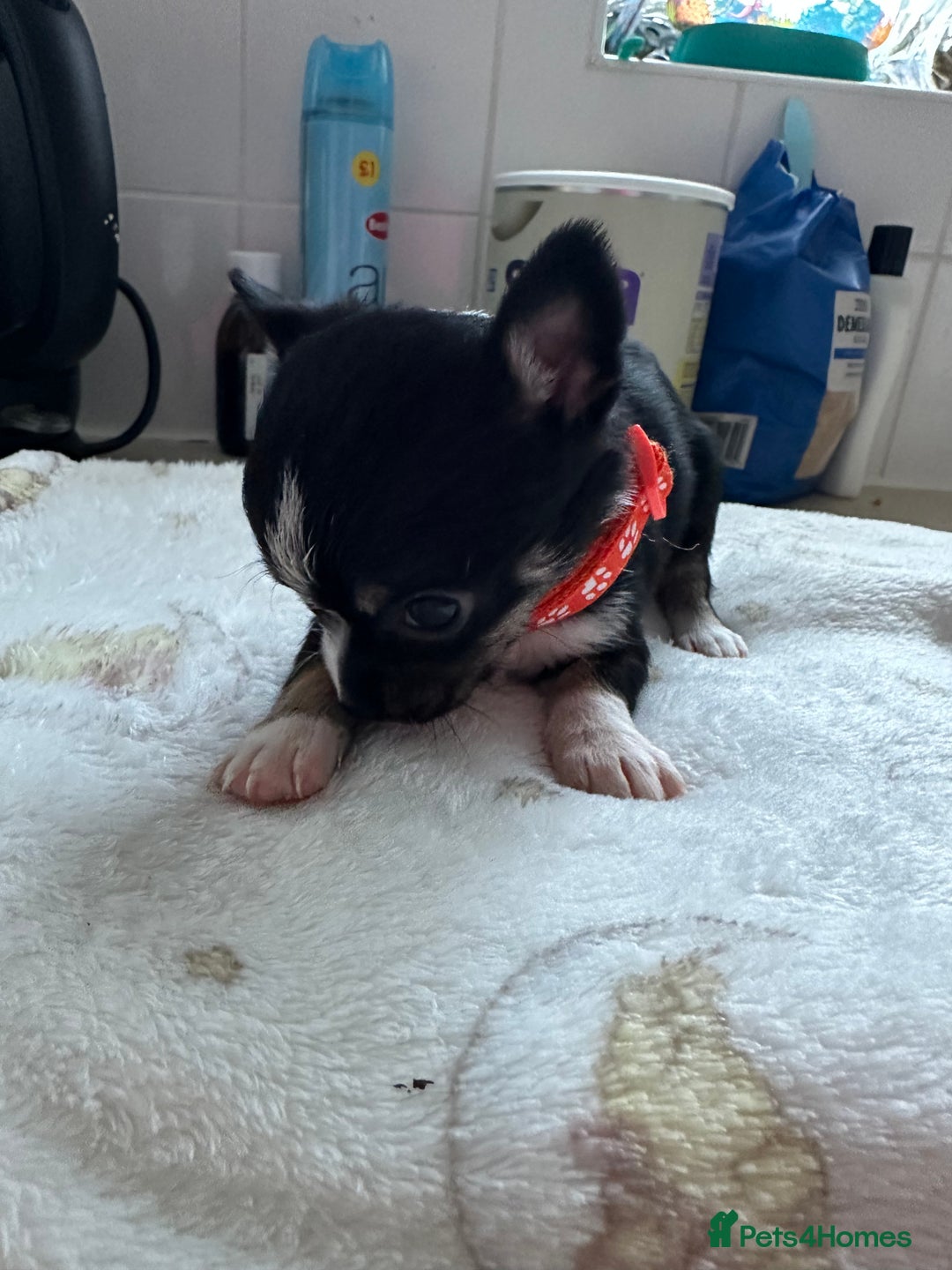 Mixed Breed dogs for sale: Jack chi puppies - Image 12