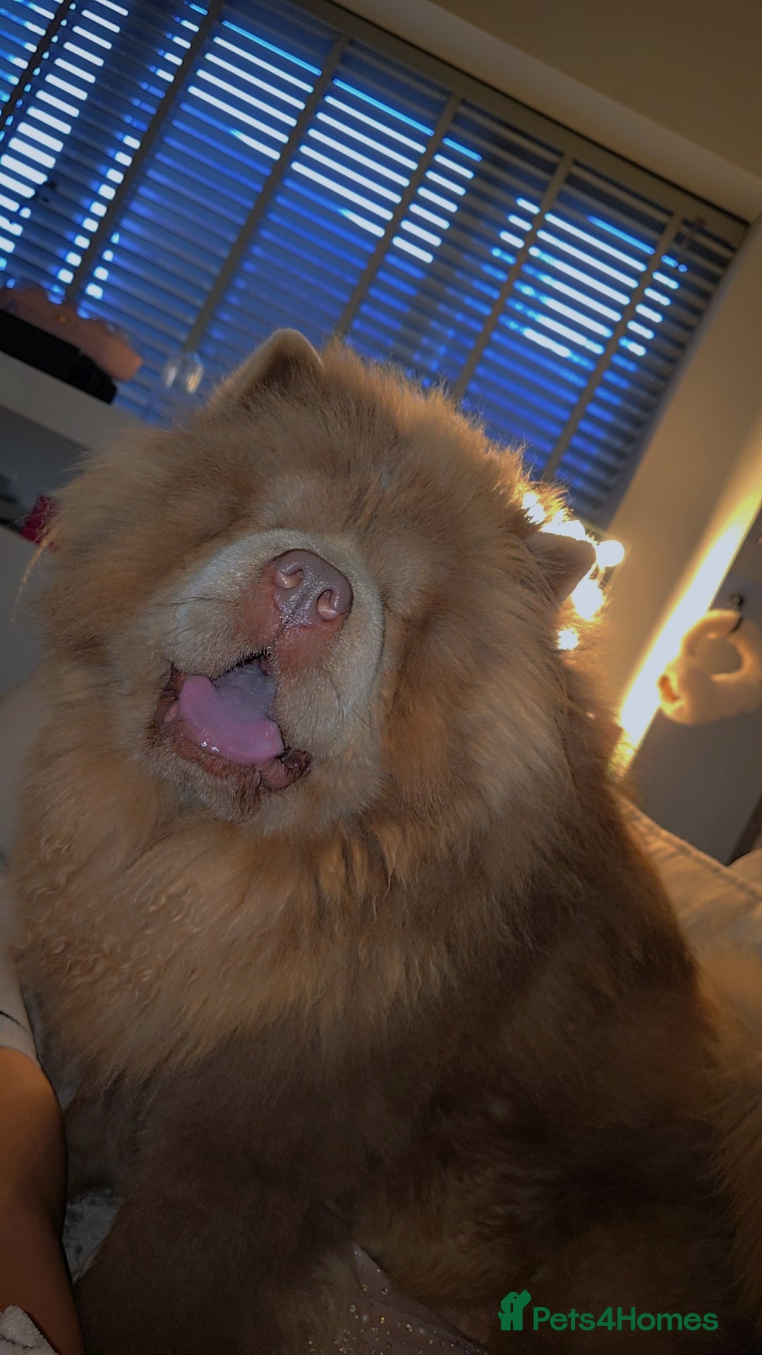 Chow Chow dogs for sale: Bear the chow chow  - Image 4