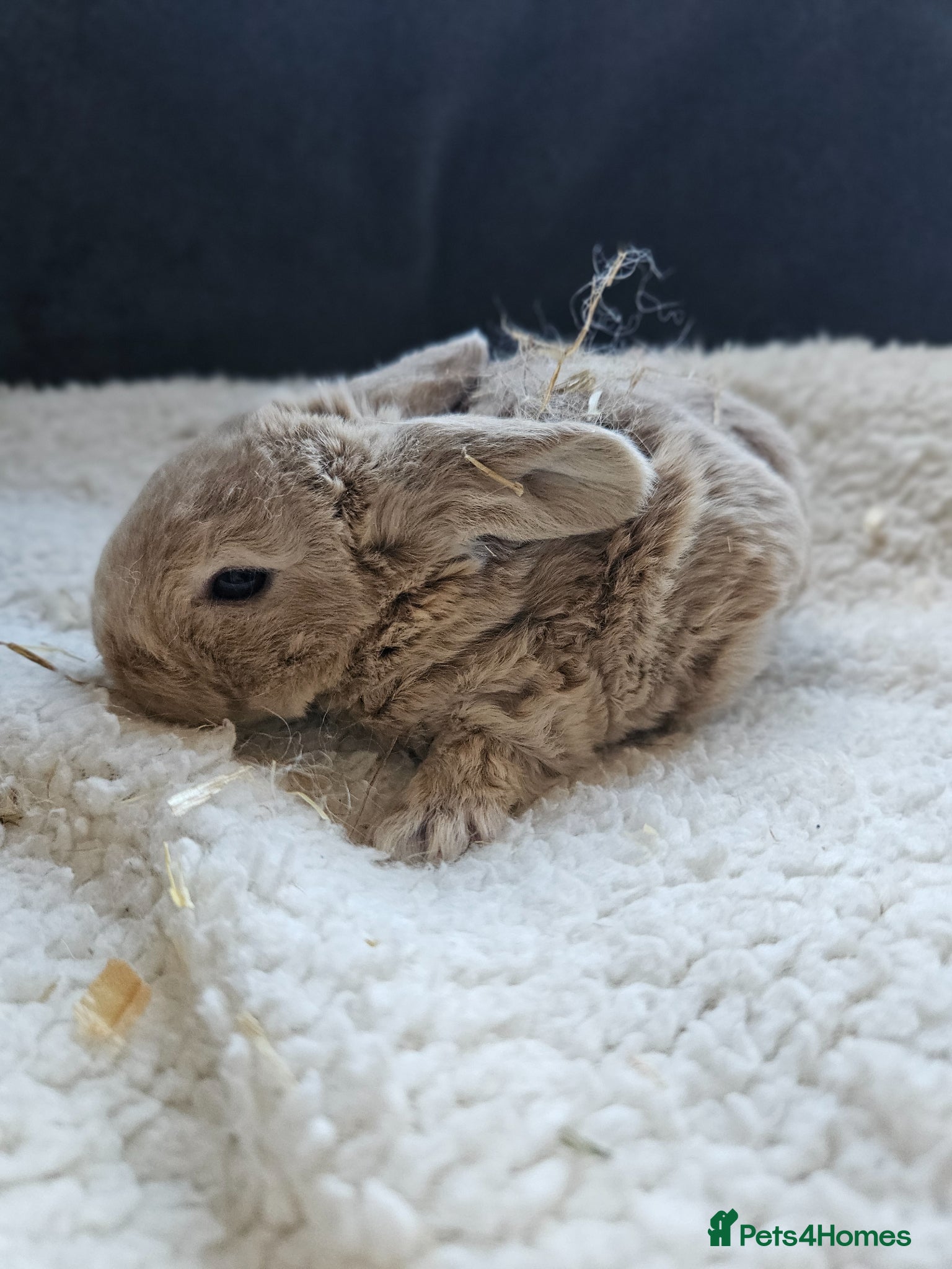 Mini Lop rabbits Mini Plush Lops - Suffolk - Advert 2