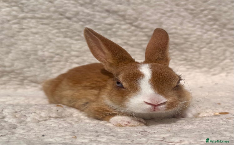 Rex rabbits - Advert 1