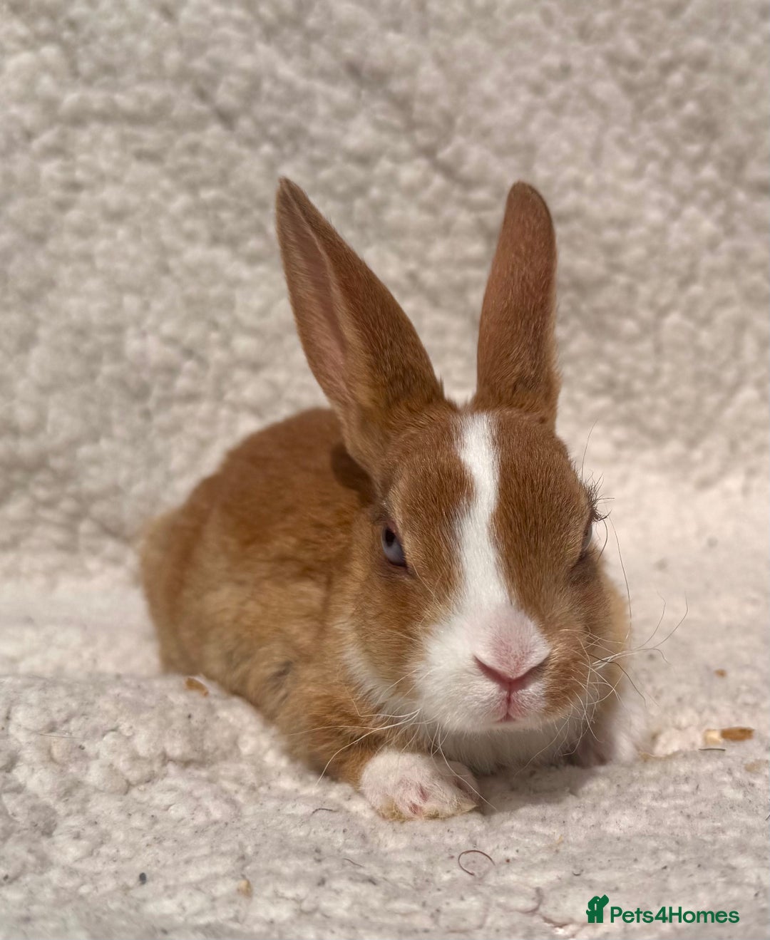 Rex rabbits for sale: STUNNING VIENNA MINI REX BABIES - Image 1