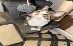 Mixed Breed cats for sale: 3 kittens available now  - Image 12
