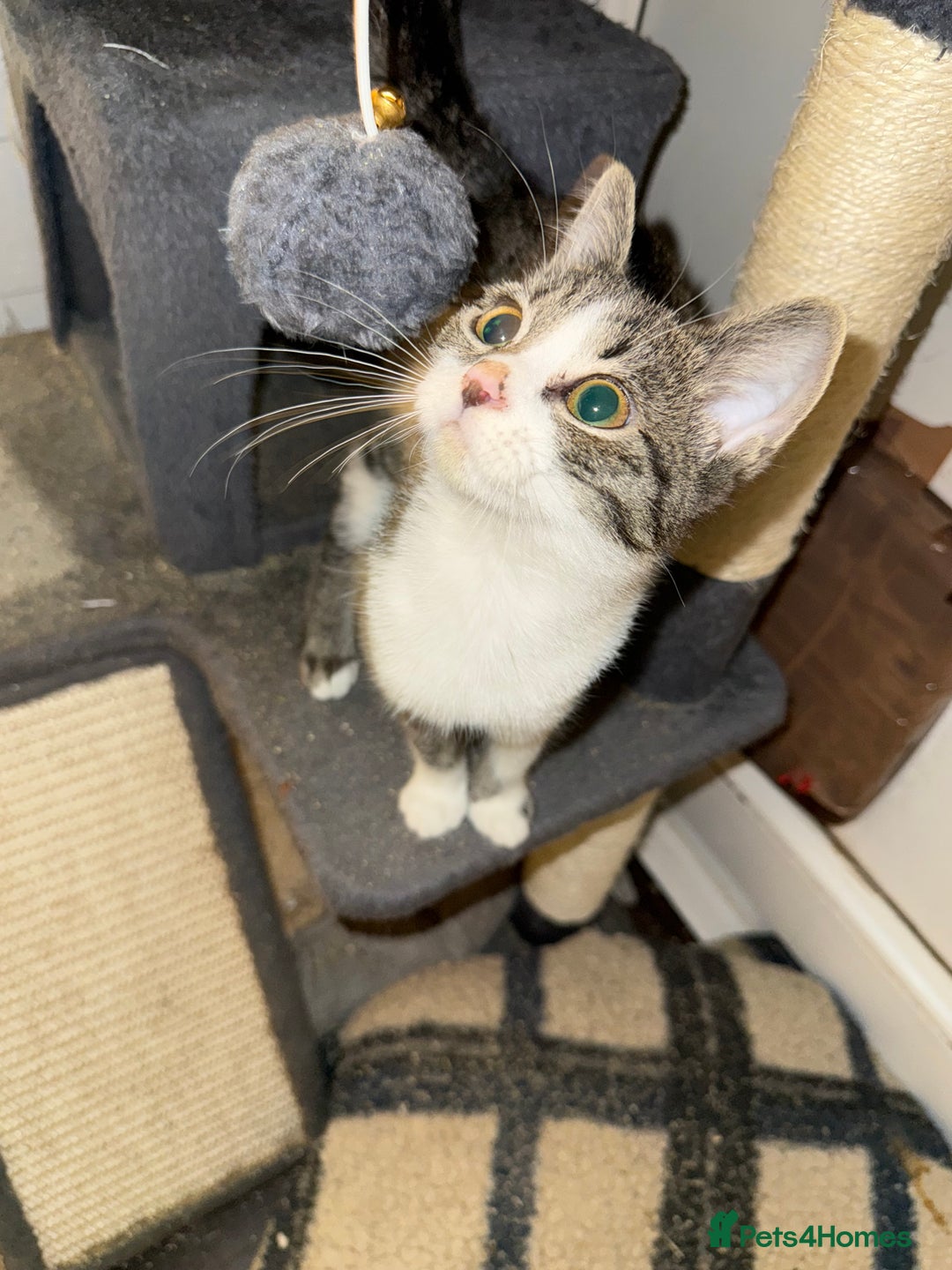Mixed Breed cats for sale: 3 kittens available now  - Image 12