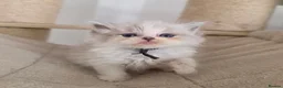 Persian cats for sale: Persian x Ragdoll girls in Bicester - Advert 5