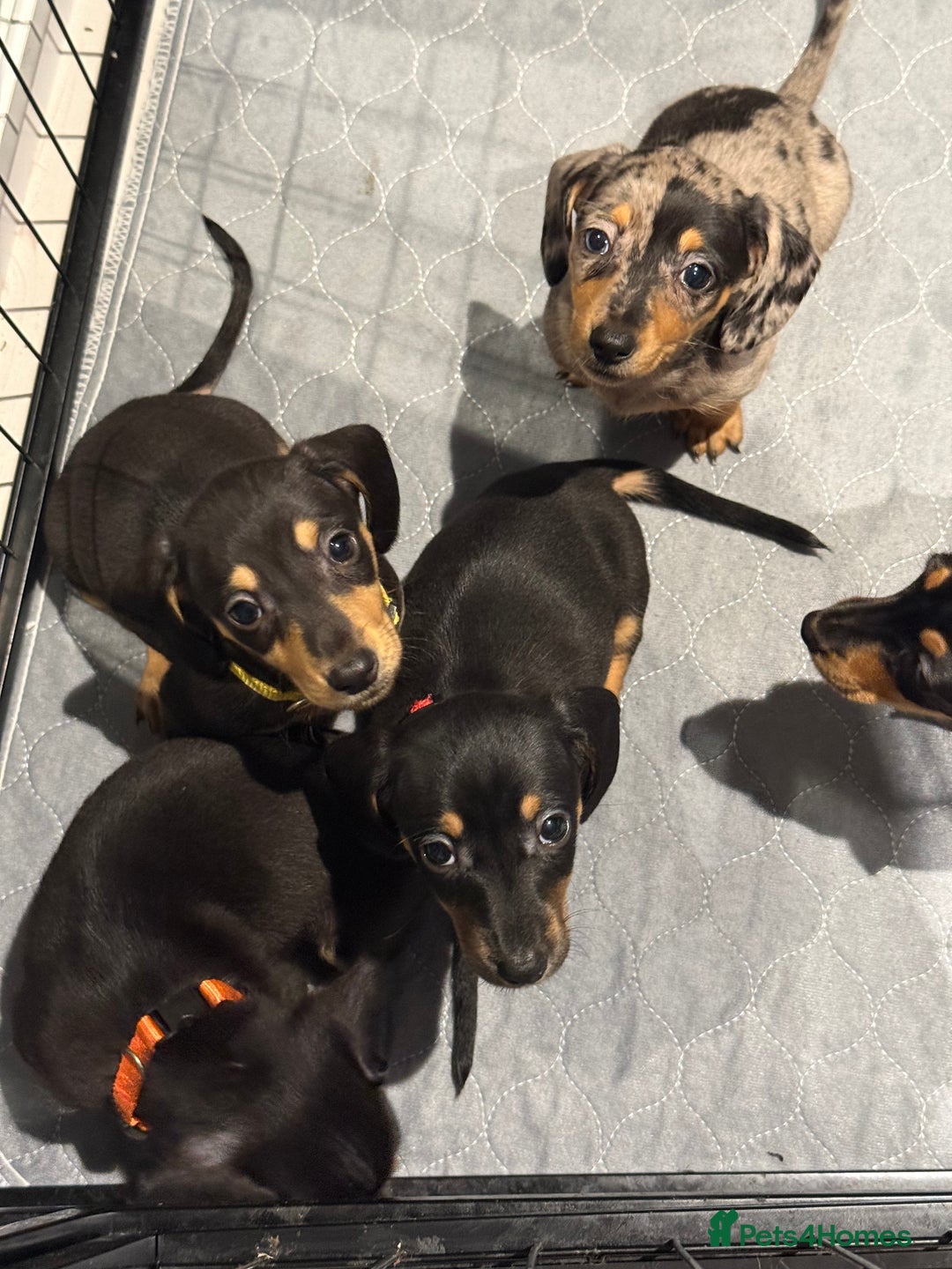 Miniature Dachshund dogs for sale: Miniature dachshunds  - Advert 11