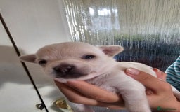 Chihuahua dogs for sale: 4 baby boy chiuaua  - Image 5
