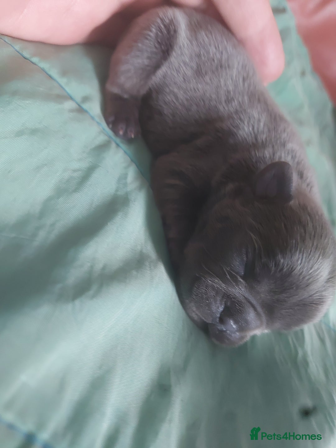 French Bulldog dogs for sale: 4 fluffy French bull dogs pups males 1 female  - Image 7