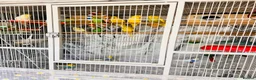 Budgerigars birds for sale: 14 Breeding Budgies, Cage, Food, Toys & Nest Boxes - Advert 6