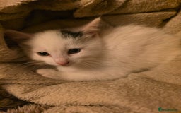 Domestic Shorthair cats for sale: 5 Super Sweet Kittens  - Image 13